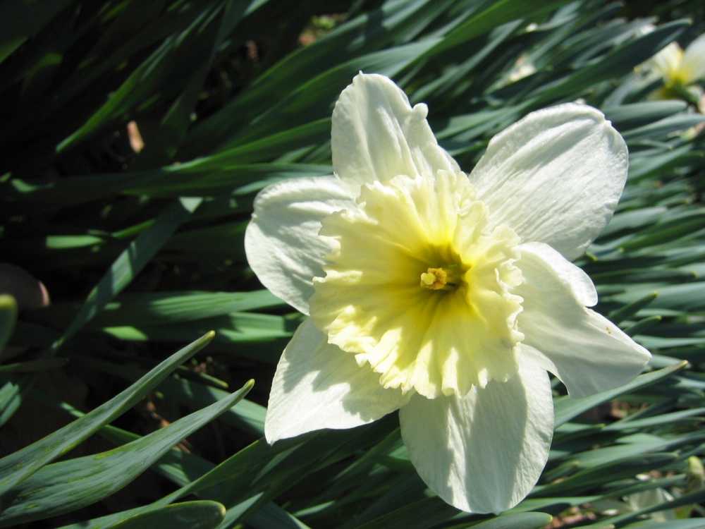 Narcissus poeticus 'Flower Record' (Dichter-Narzisse)